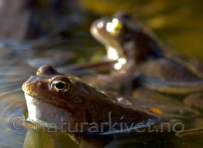 BB 05 0086 / Rana temporaria / Buttsnutefrosk